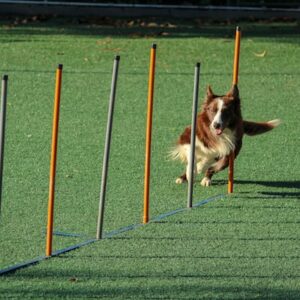 dressage canin