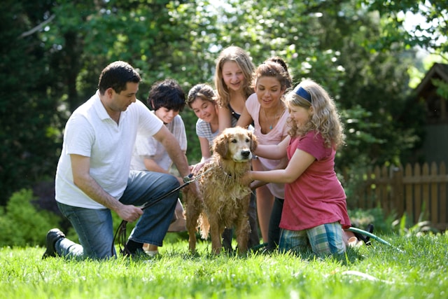 Animaux de compagnie familiale