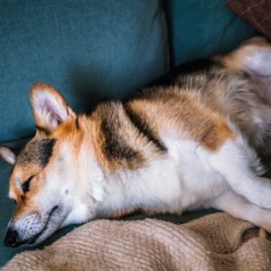 Comment réussir la convalescence de votre animal après une opération