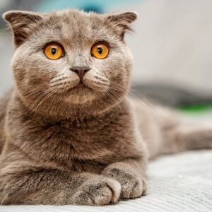 Comment choisir le bon type de litière pour un chat âgé