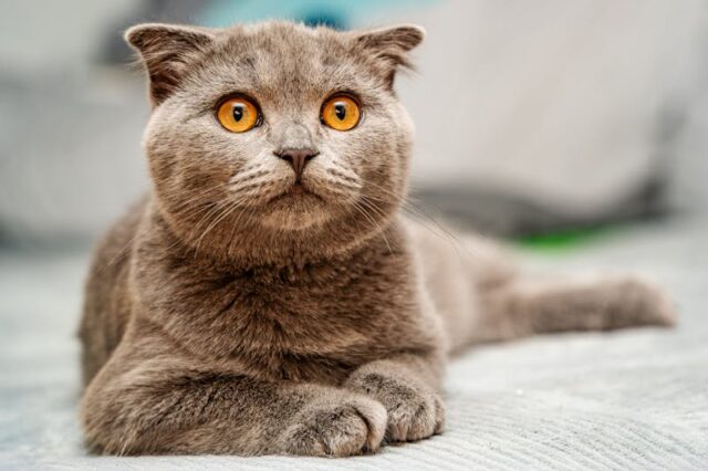 Comment choisir le bon type de litière pour un chat âgé