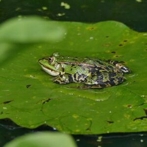 Les amphibiens