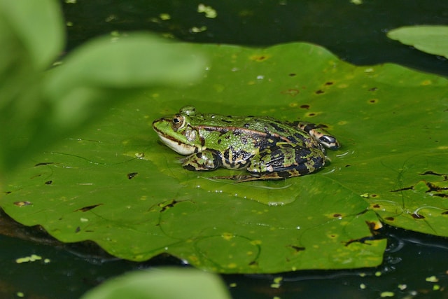 Les amphibiens