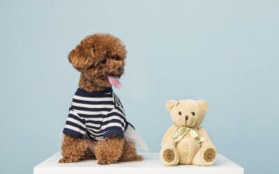Labradoodle