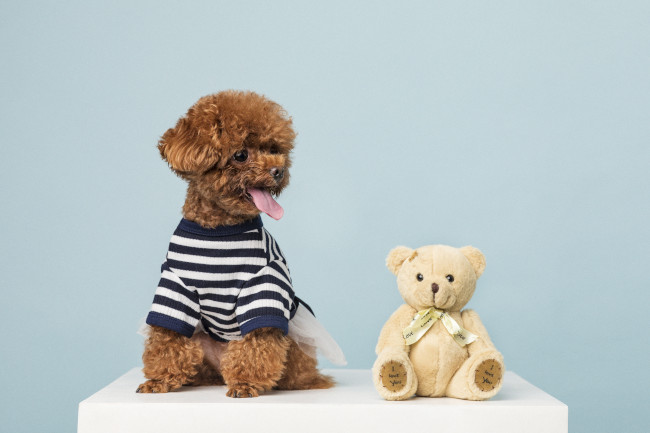 Labradoodle