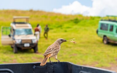 Conseils-pratiques-pour-voyager-en-Afrique